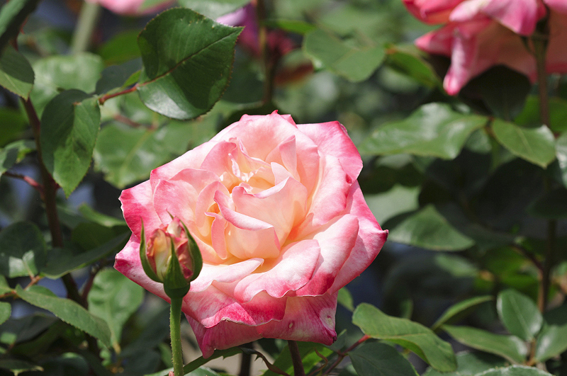image0140
