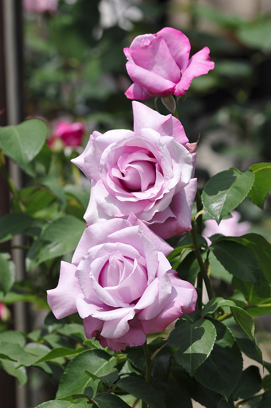 image0141