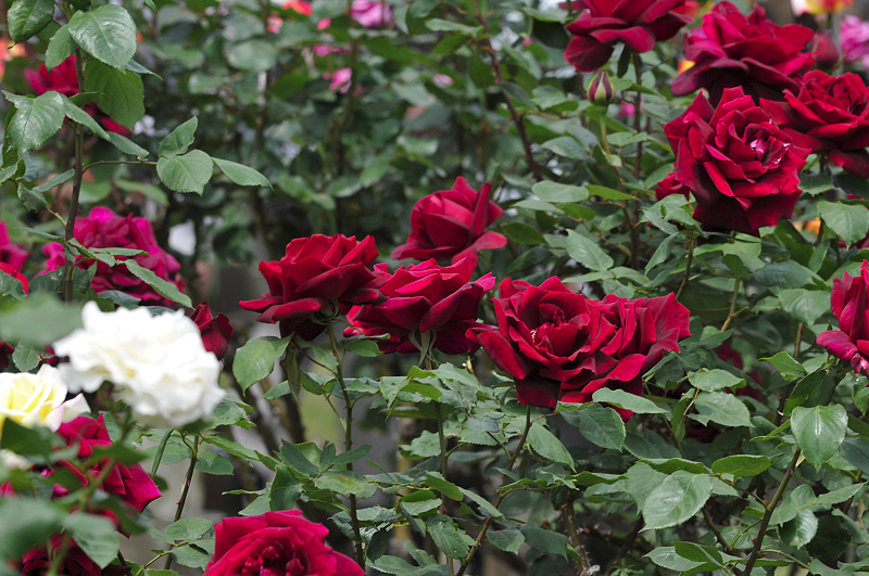 image0142