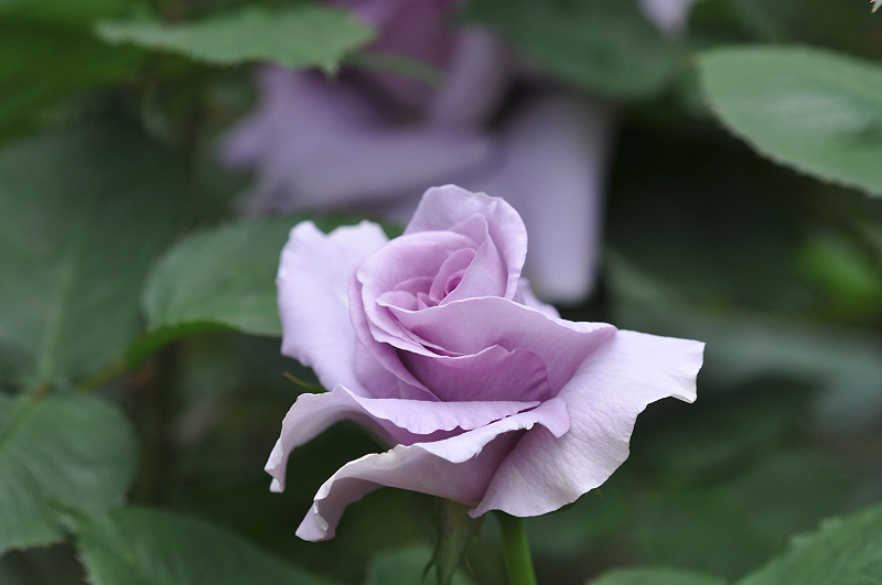 image0156