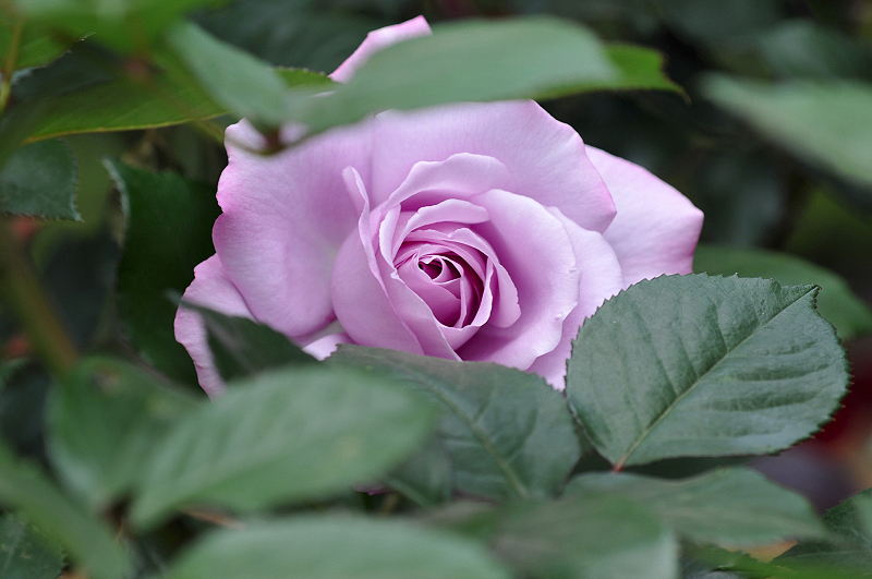 image0162
