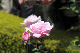 image0130