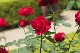 image0133