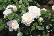 image0135