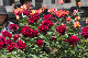 image0139
