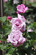 image0141
