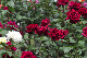 image0142