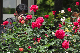 image0150