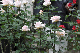 image0152