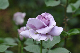 image0153