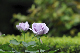 image0159