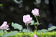 image0161