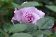 image0162