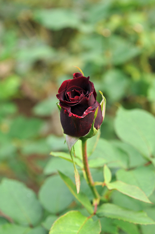 image0096