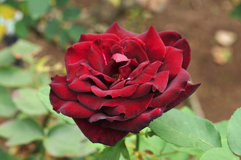 image0100