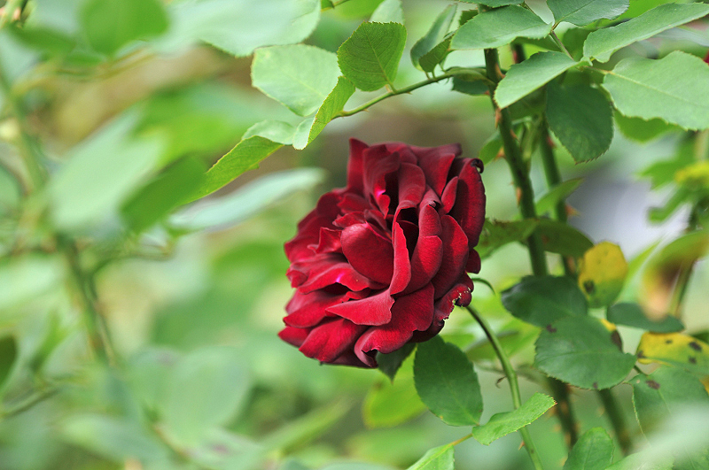 image0105