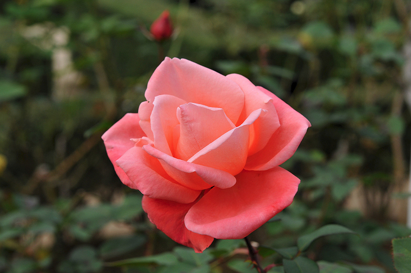 image0109