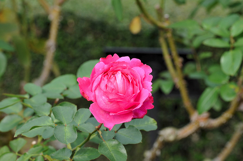 image0119