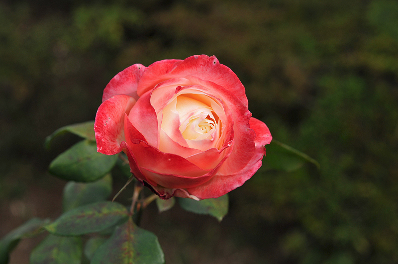 image0126
