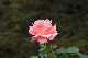 image0129