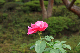 image0130