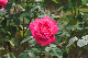 image0133