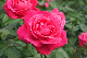 image0134