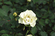 image0140