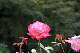 image0145