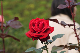 image0152