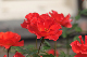 image0155