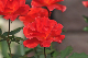 image0158