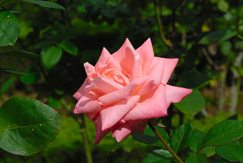 image0100