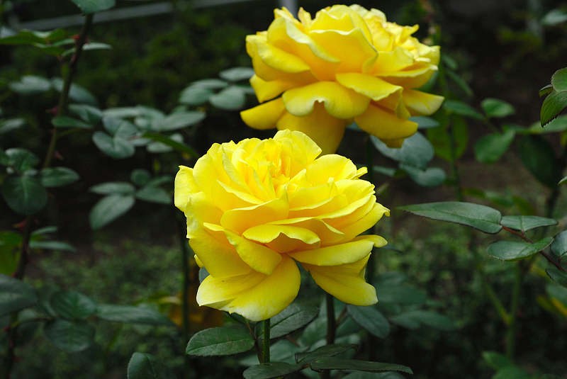 image0105