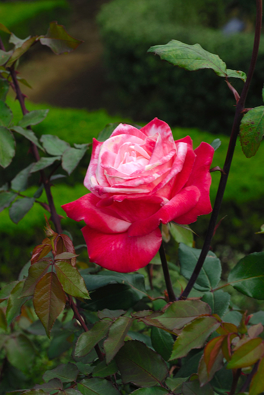 image0107