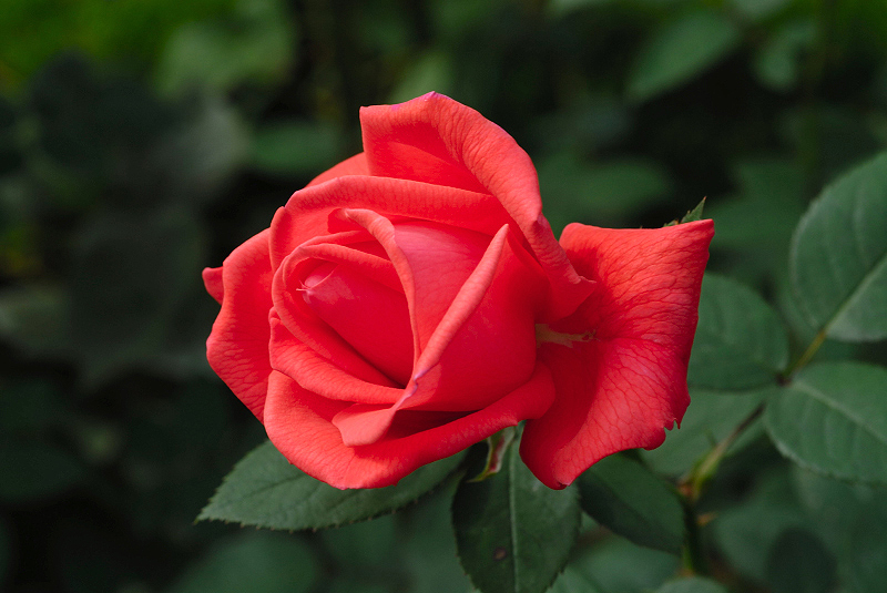 image0162