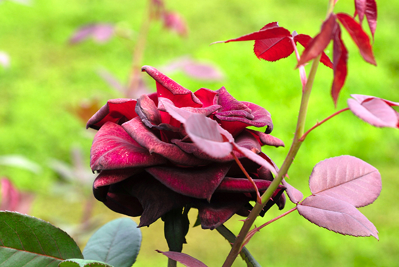 image0163