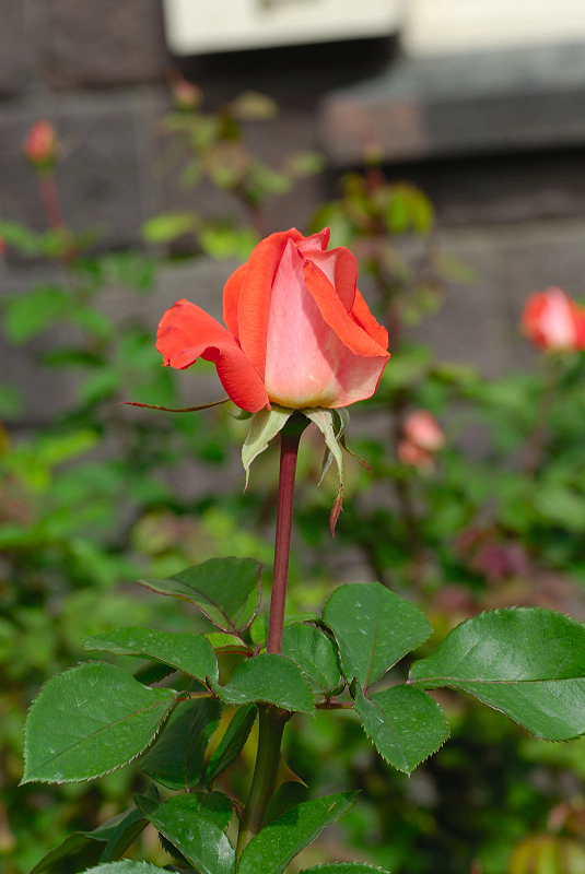 image0172