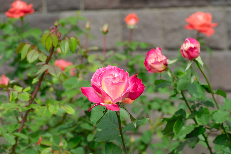 image0174