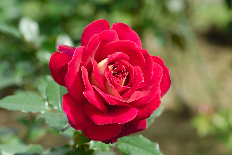 image0177