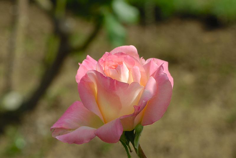 image0181