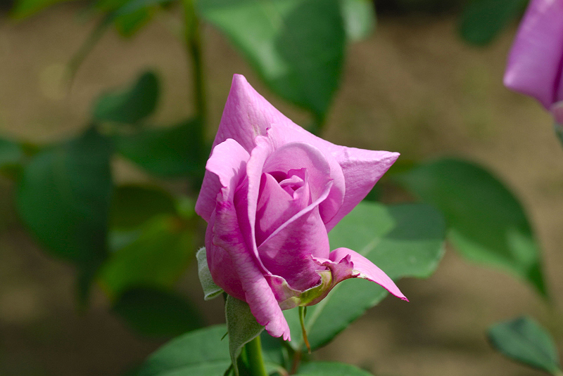 image0183