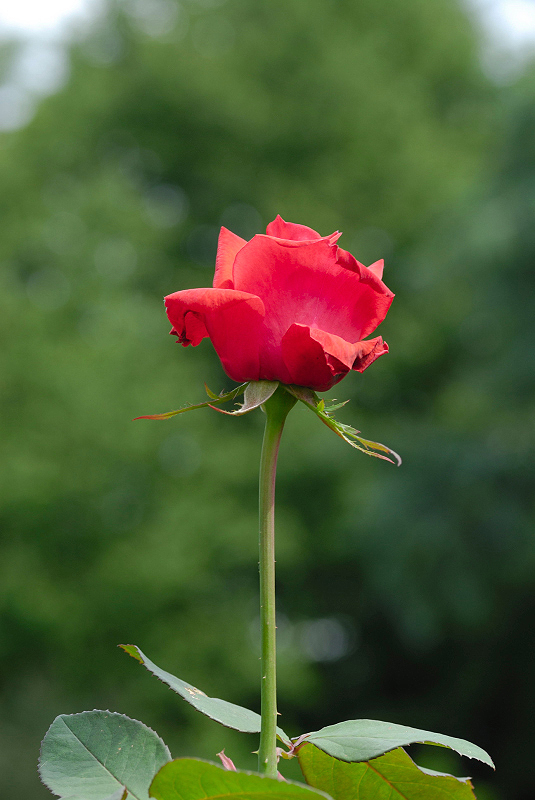 image0194