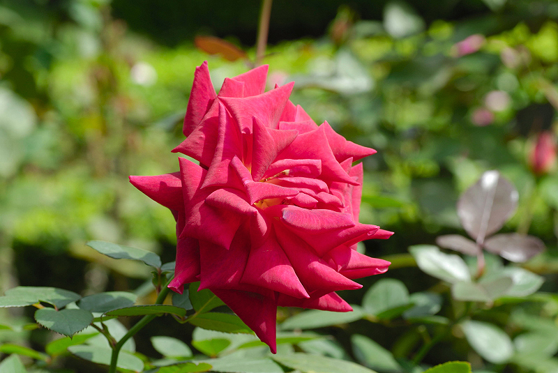 image0196