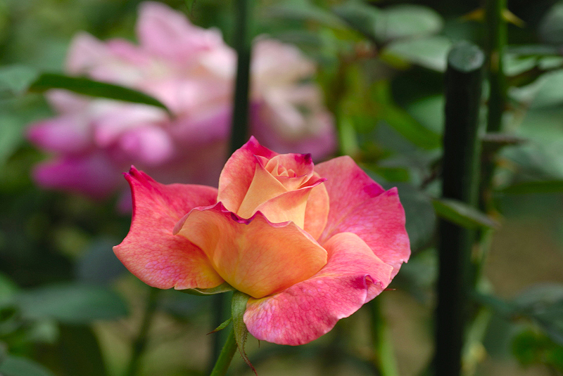 image0198