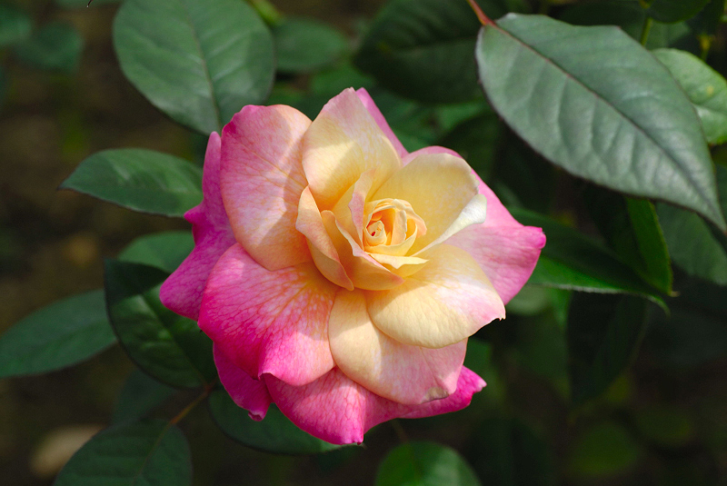 image0199