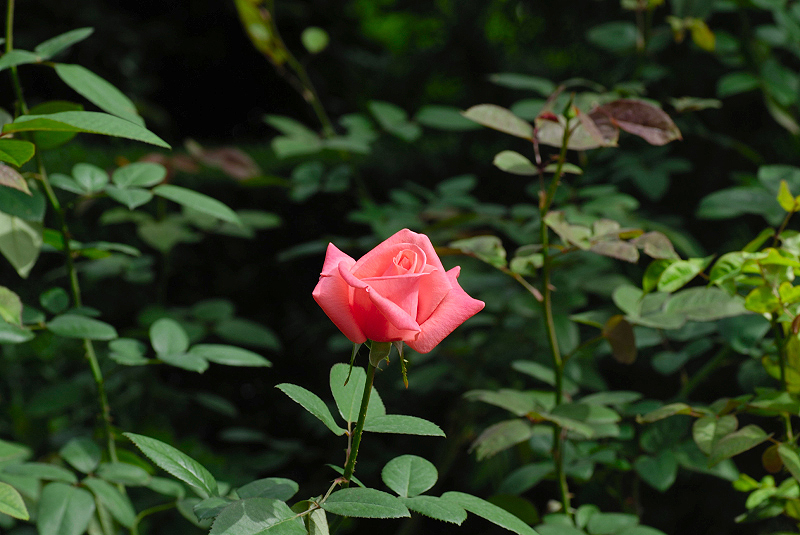 image0206