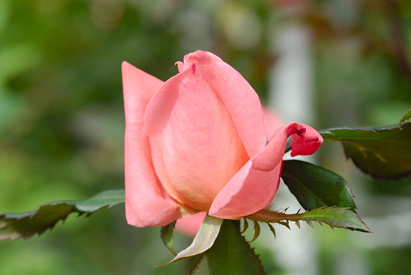 image0208