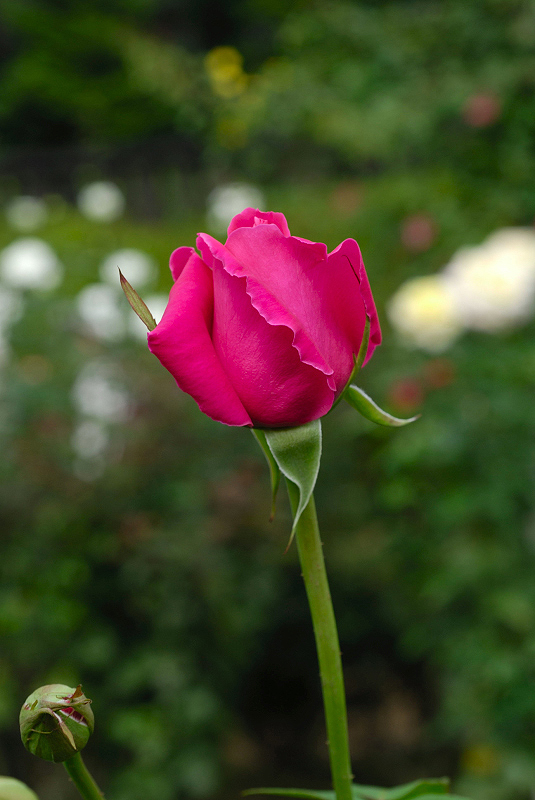 image0214