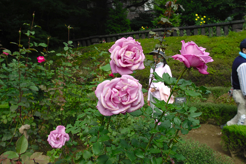 image0229